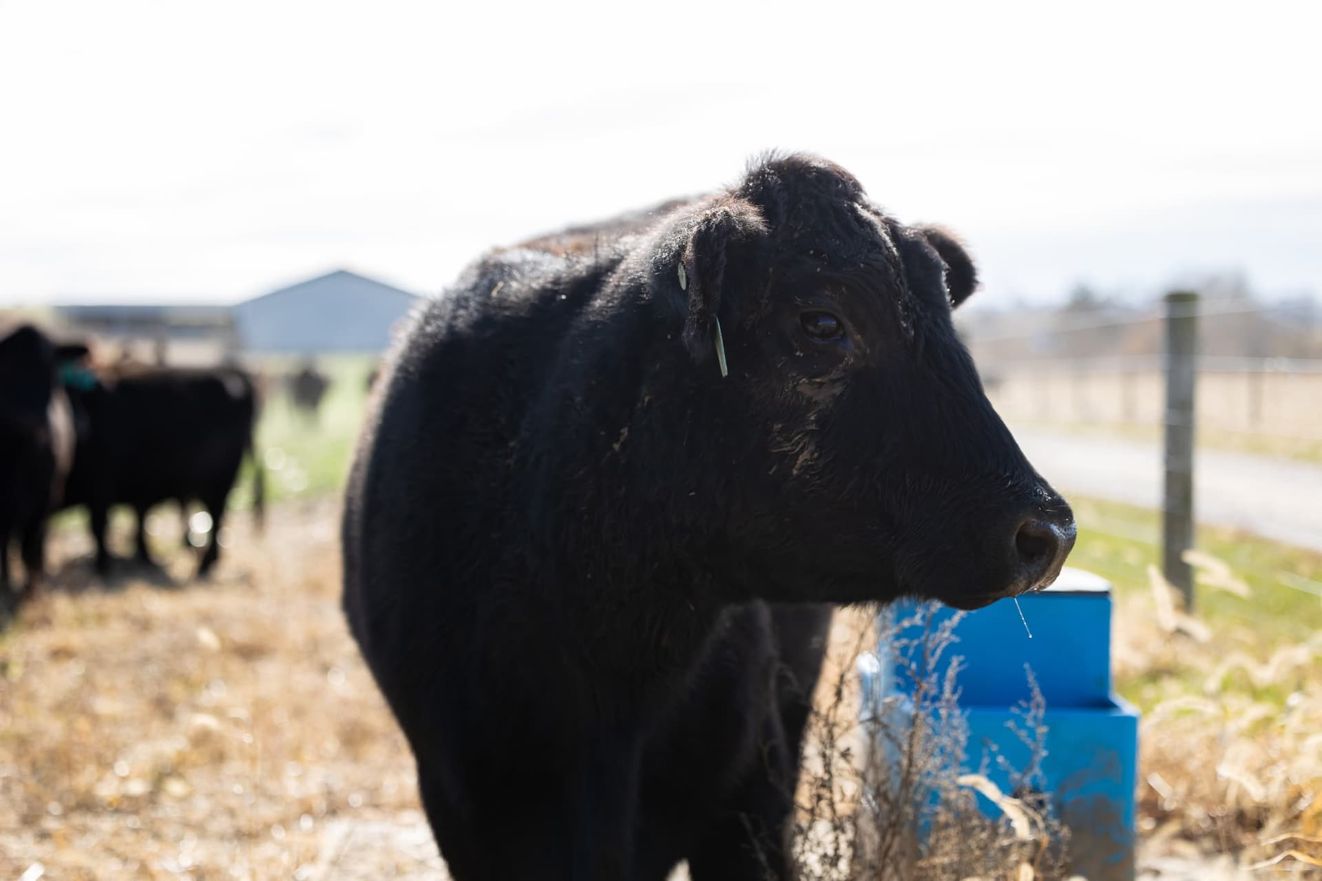 Black Angus cattle on open pasture