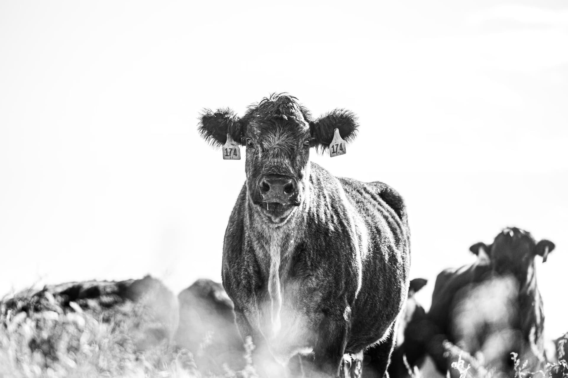 Cattle on a family ranch at dusk