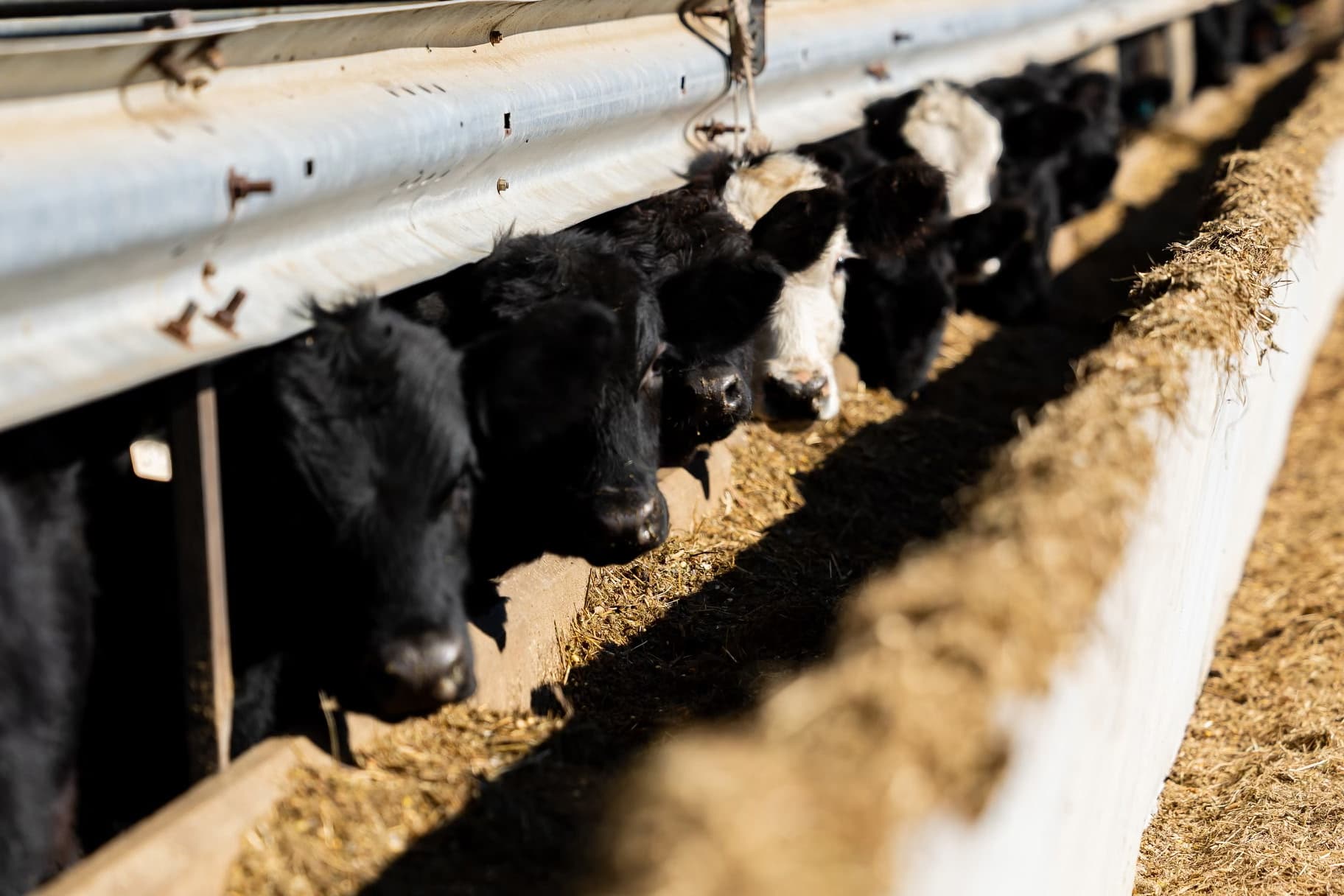 Beef Shares